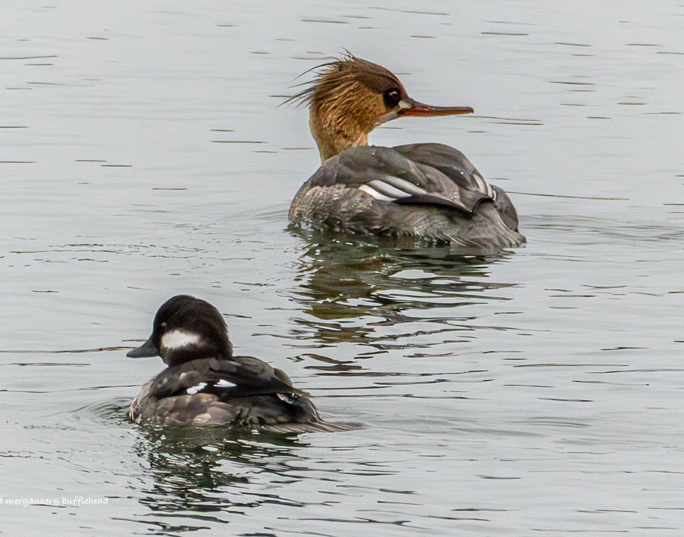 Red headed Merganser