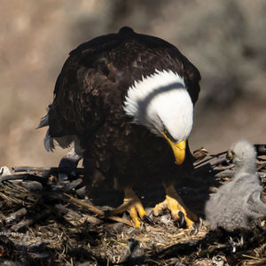 Eagle with eaglets, Smith Rock, OR
