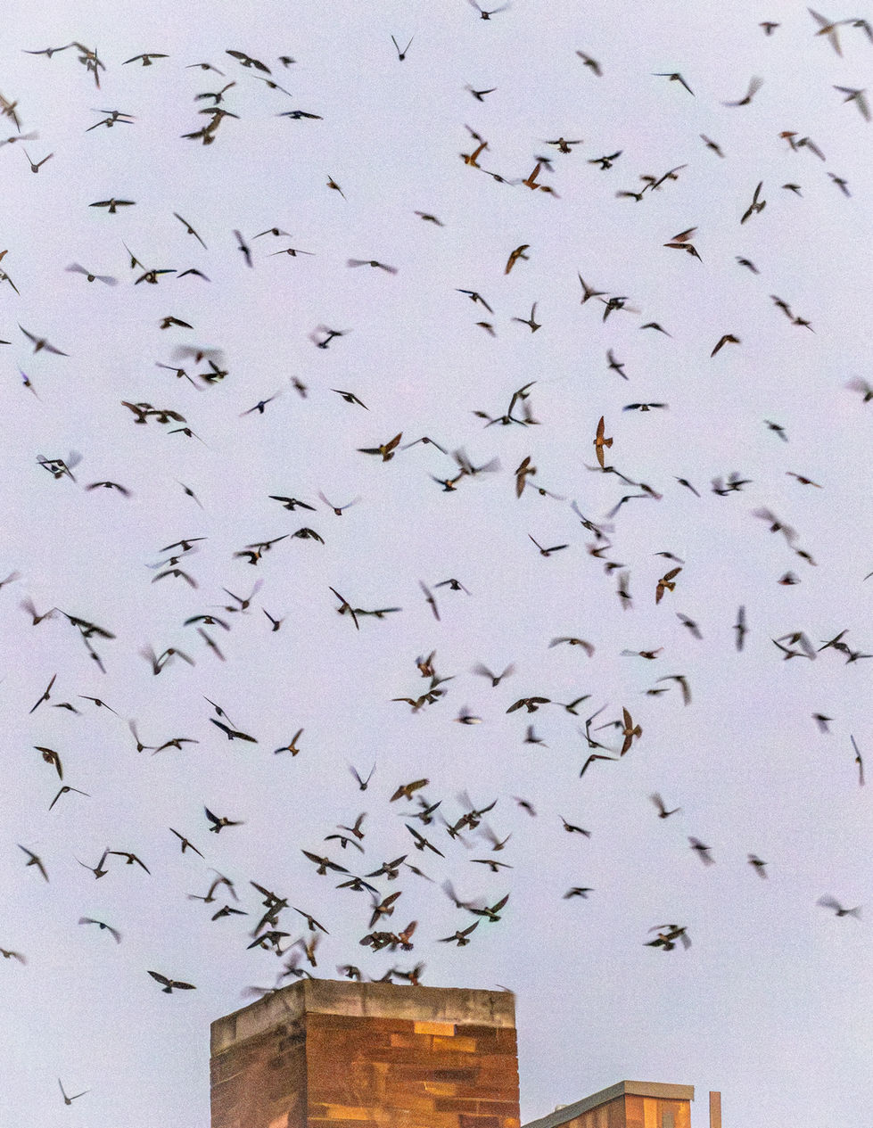 Swifts roosting in old chimney - Portland 2026