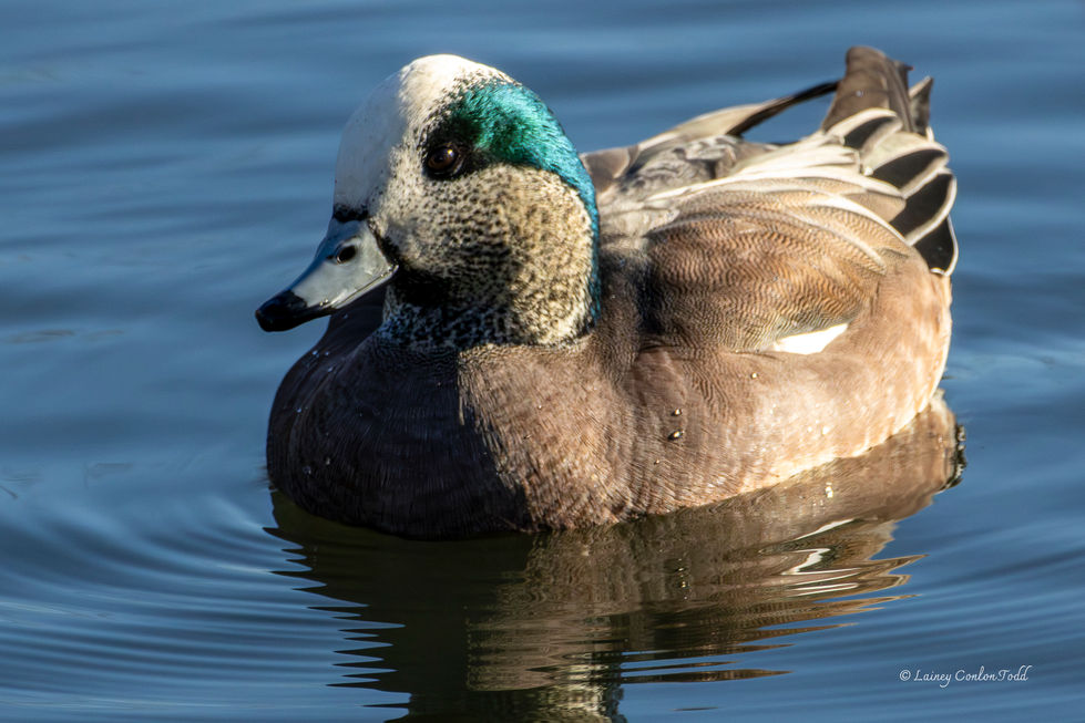 American Wigeon