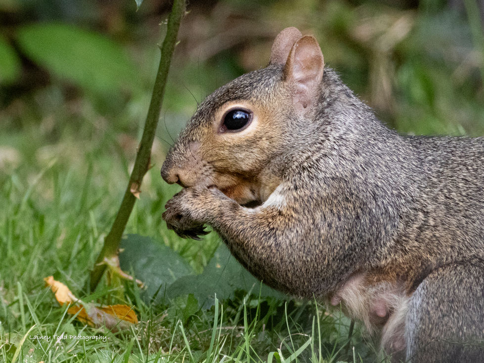 Nursing Squirrel