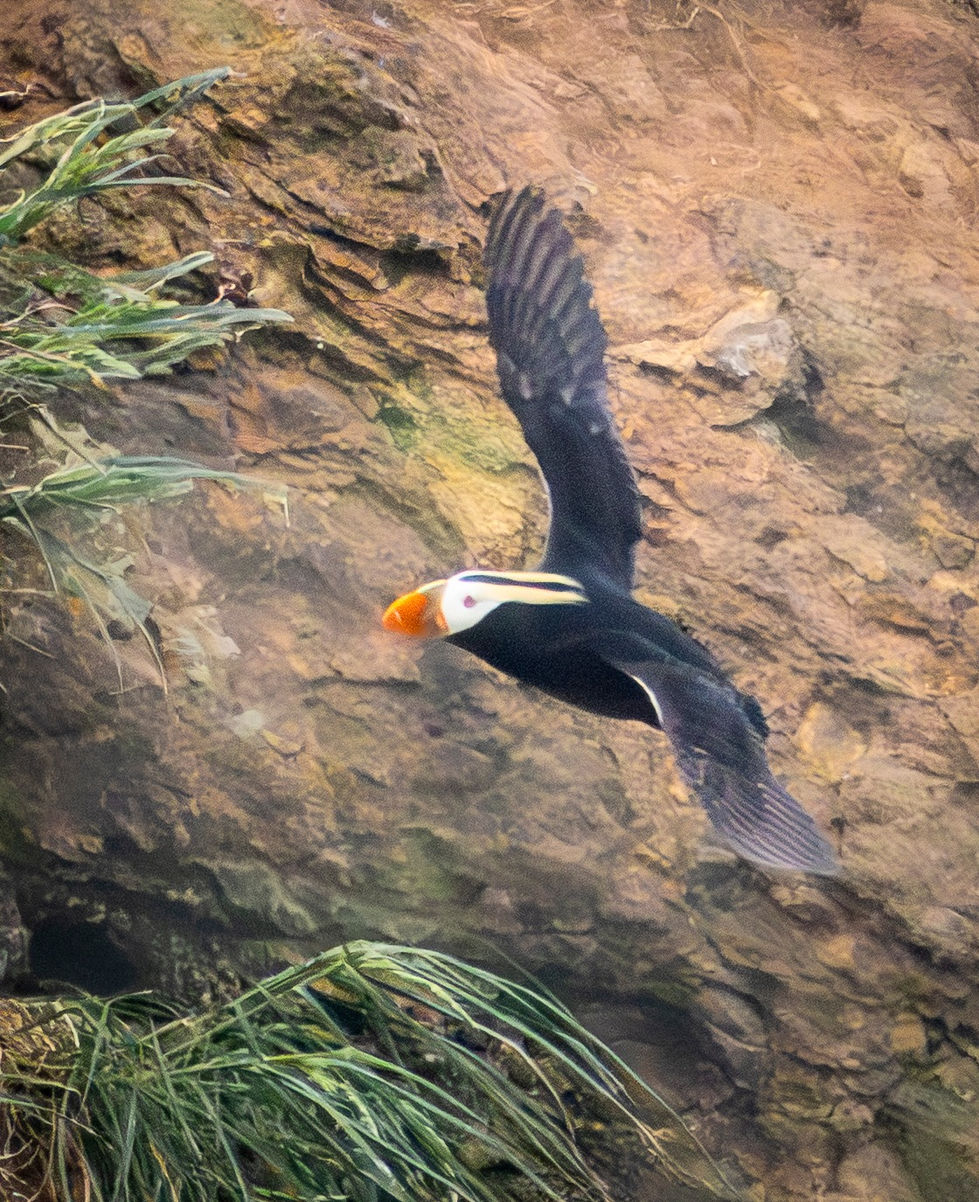 Puffin