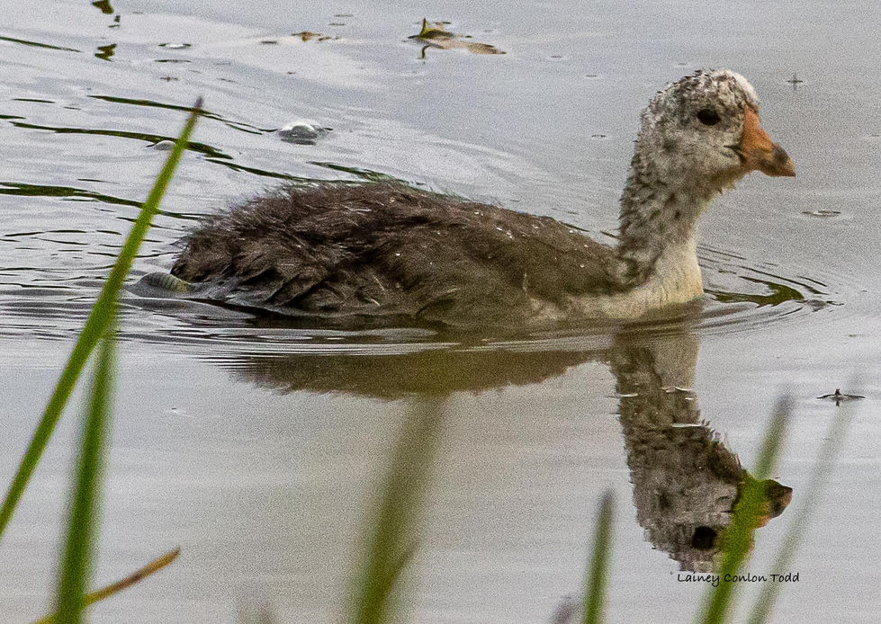 Coot Duckling