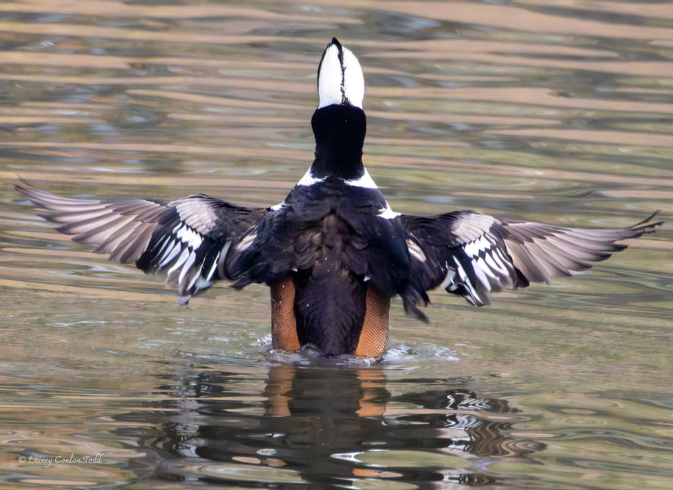 Hooded Merganser, male