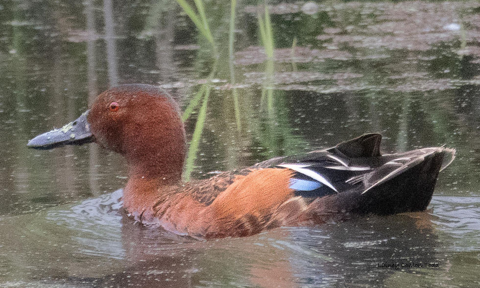 Cinnamon Teal Duck