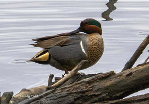 Eurasian Teal