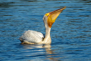 American White Pelican in breeding