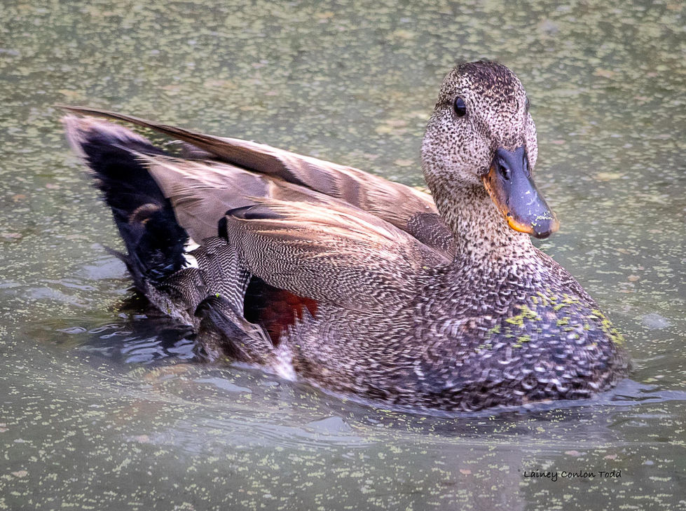 Gadwall Duck