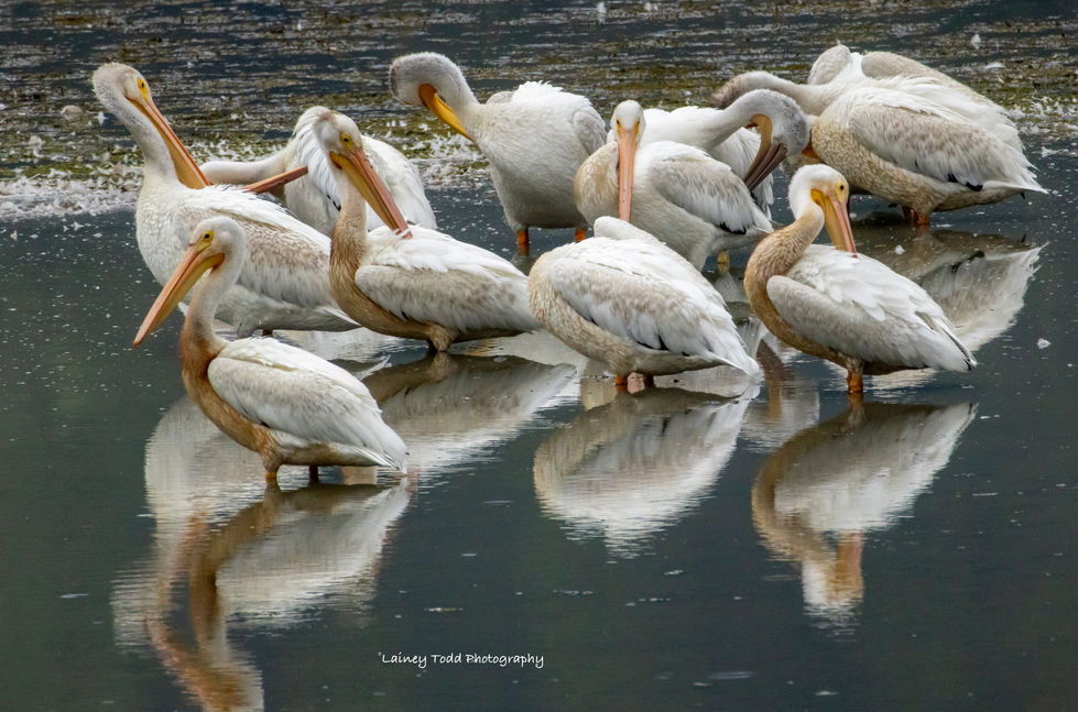 A squadron of Pelicans