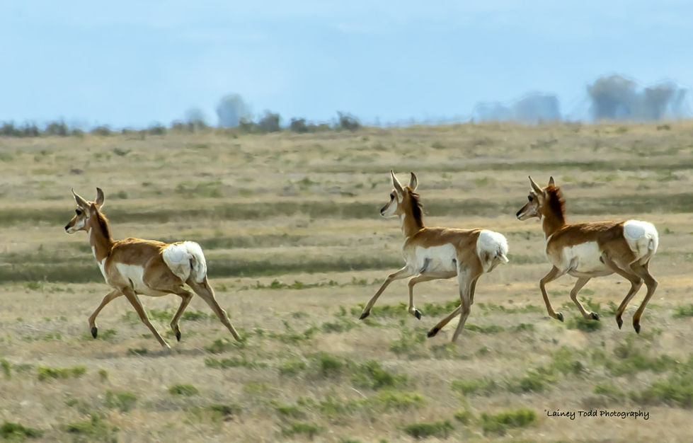 Malheur Pronghorn