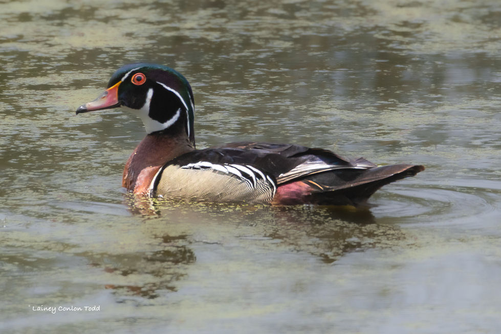 Wood Duck, male