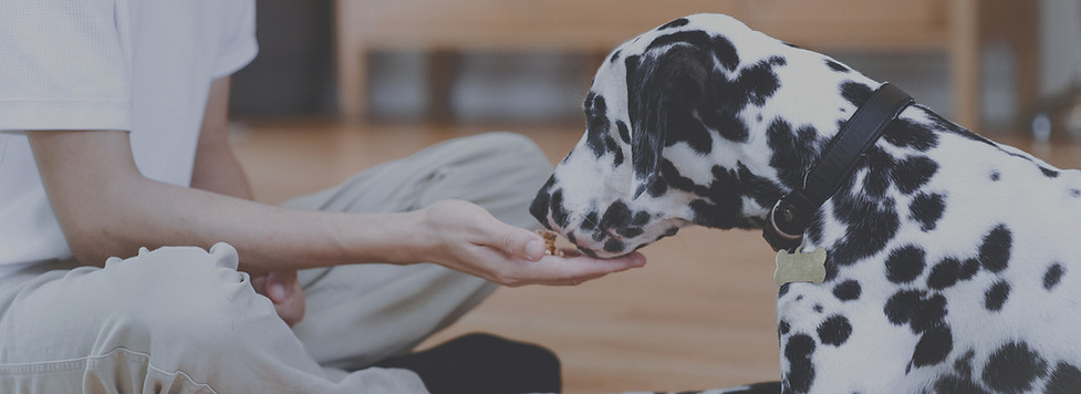 positive reinforcement training 