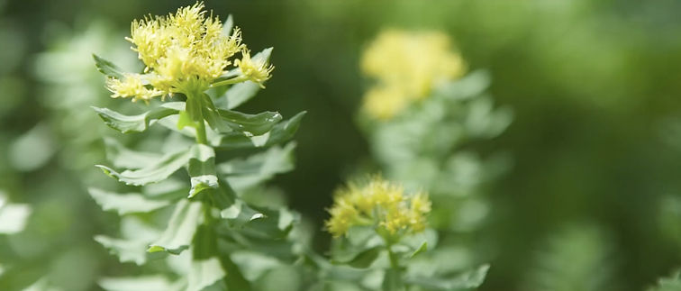 rhodiola.jpg