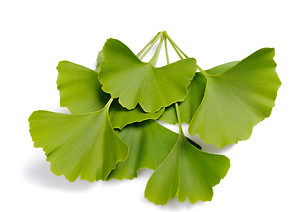 Titans Boost Sharp Blue ginkgo biloba yaprak ekstresi