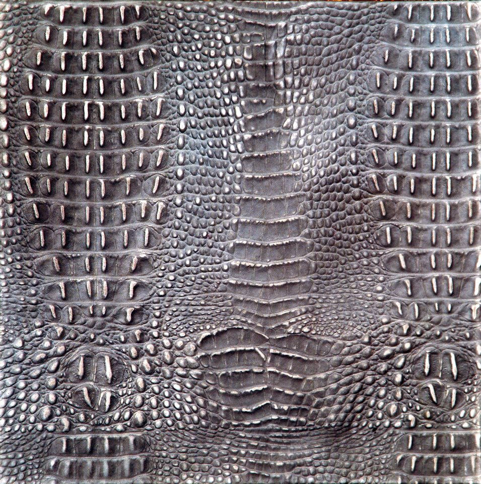 Caimán Gris