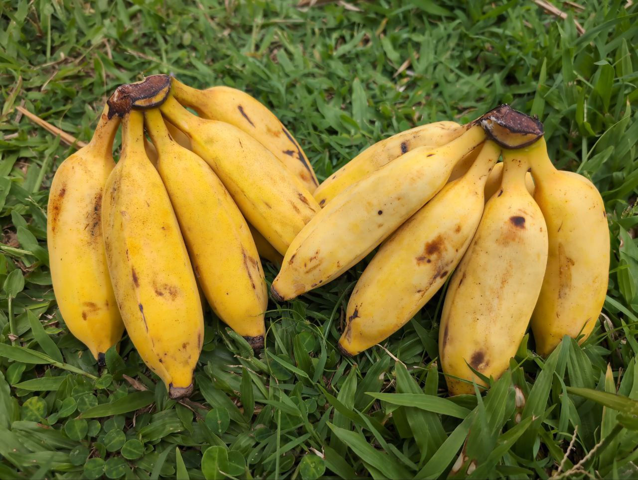 Bananas (Nam Wah variety)