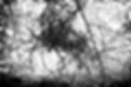 Tanglewooded .jpg