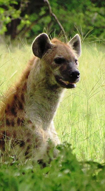 Hyaena 3 (2).jpg