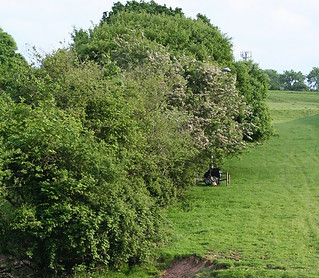 hedge3sml.JPG