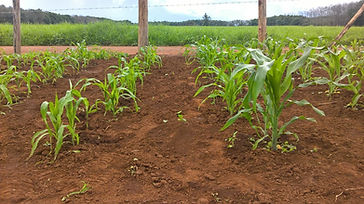 crops3.jpg