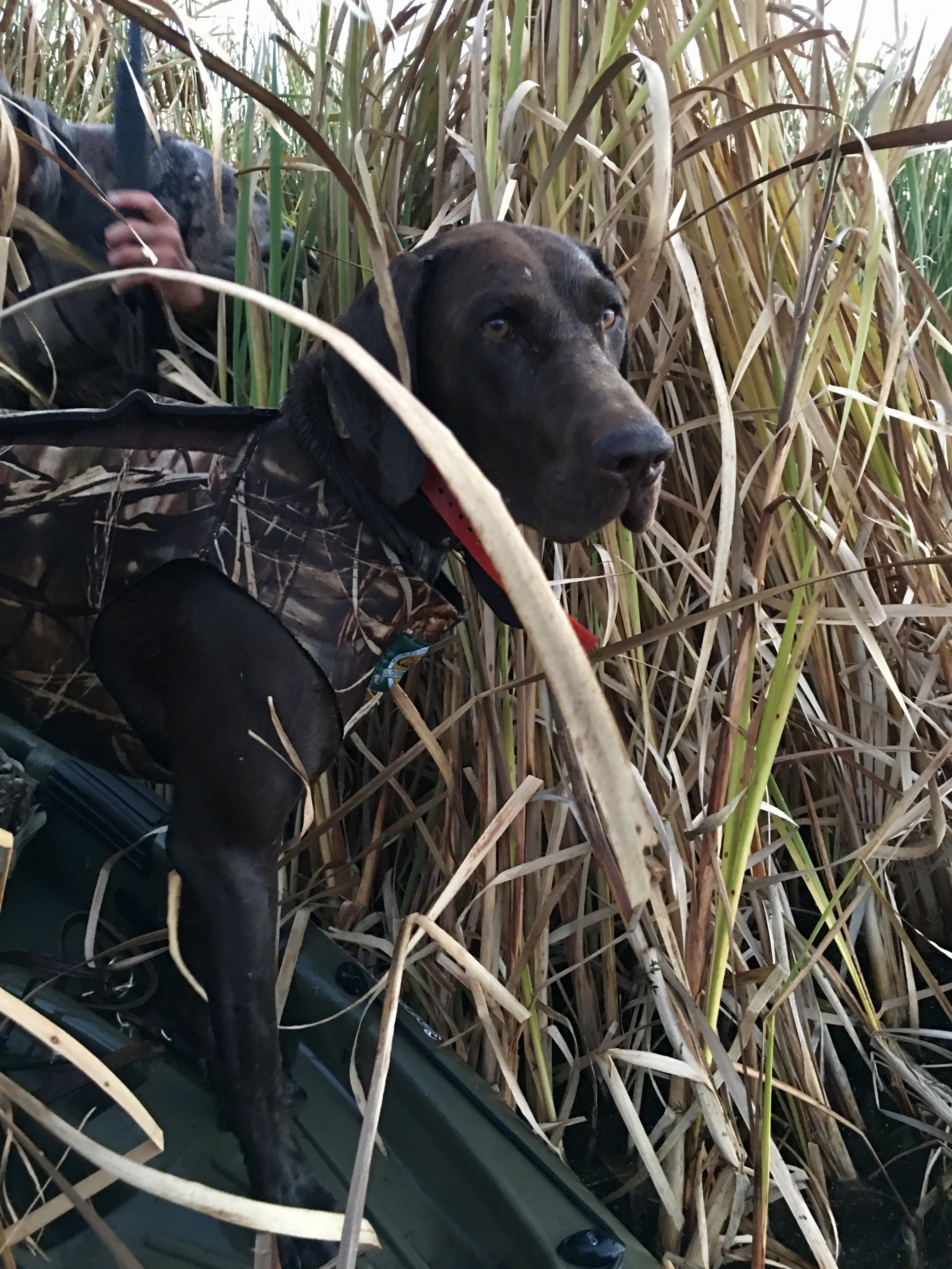 Duck hunting - 2017