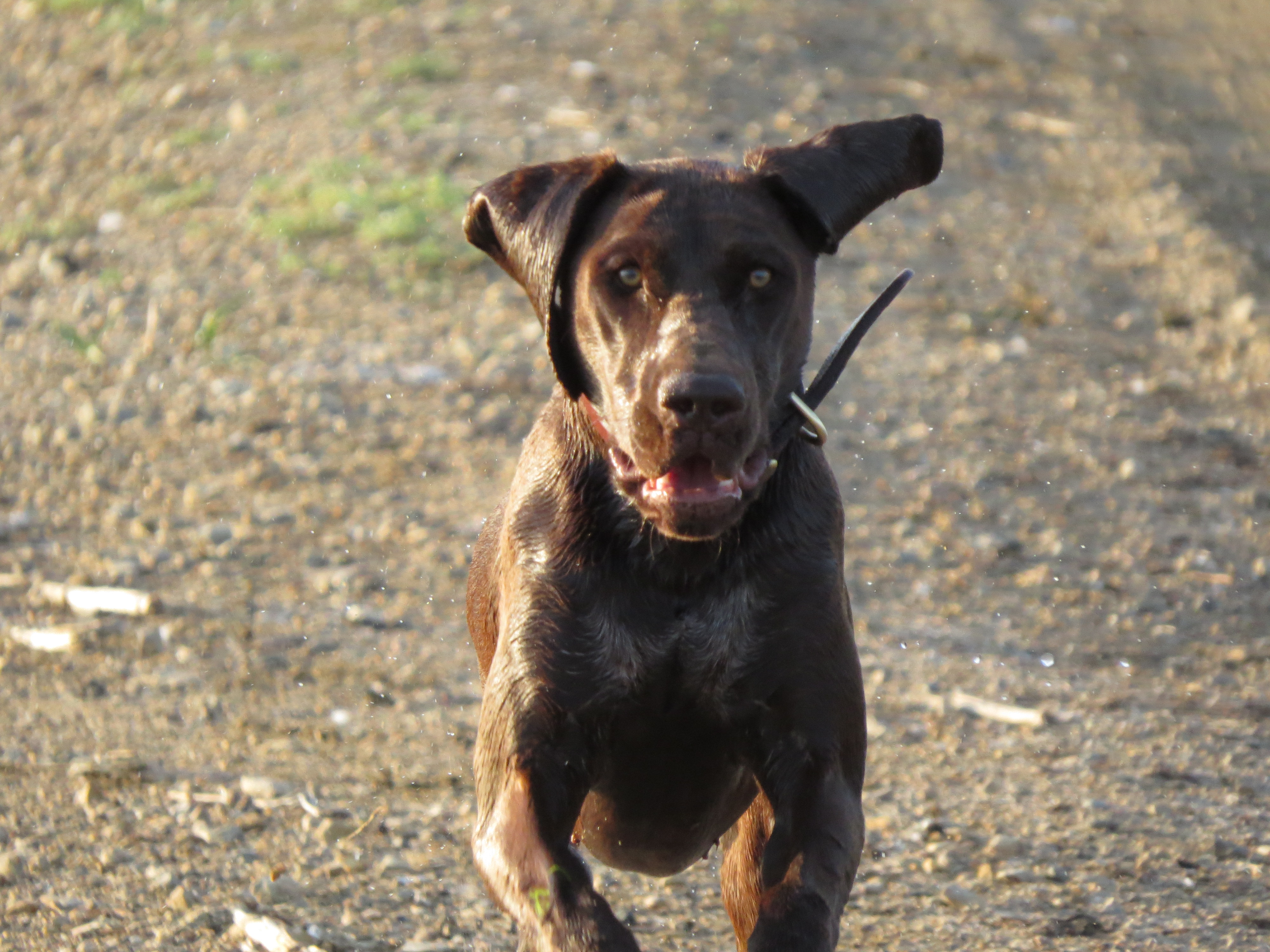 Lives for working and hunting