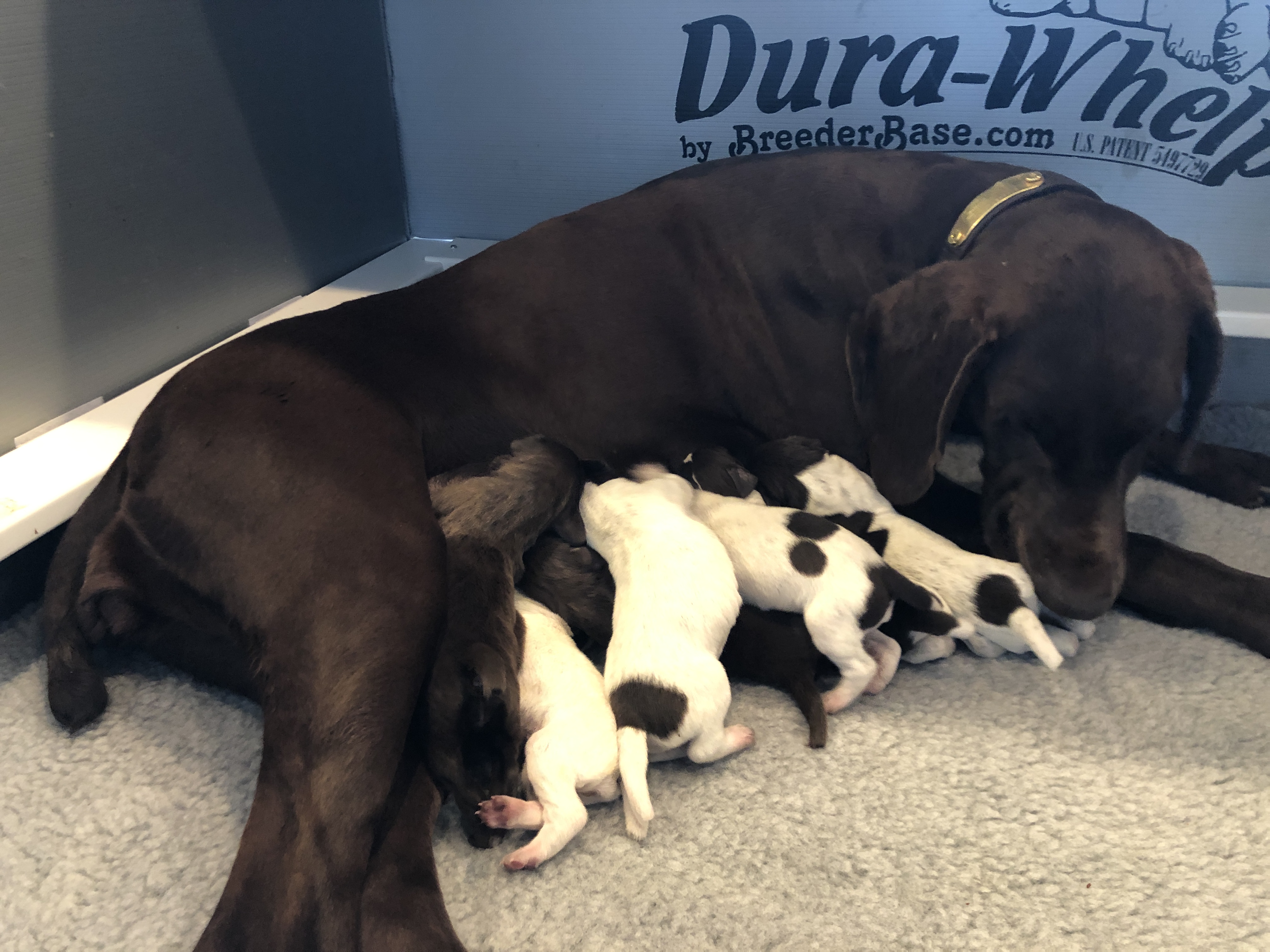 New momma