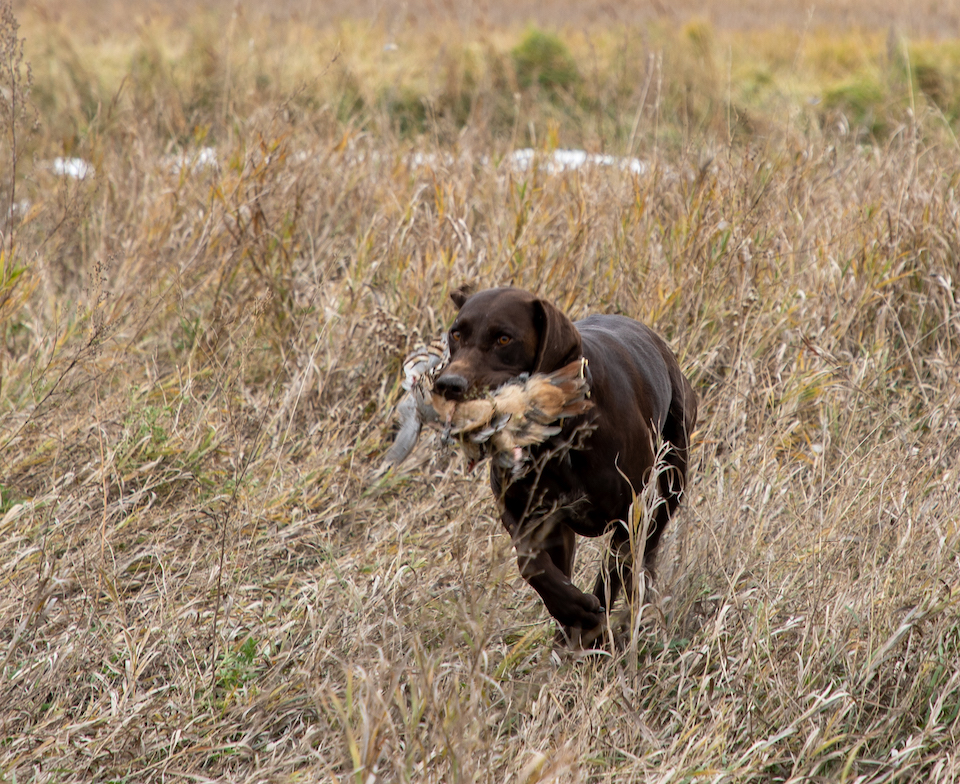 Hunting in 2019