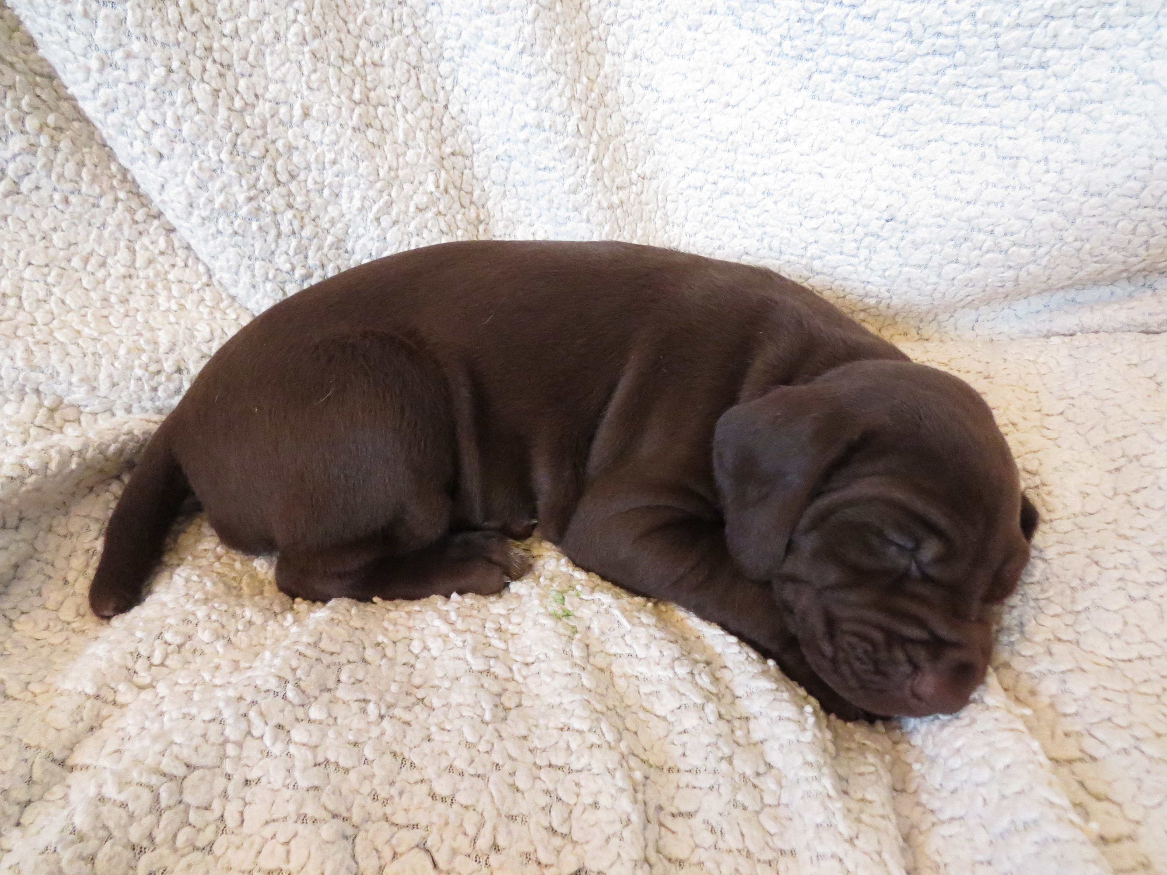 Anna vom Hügel-Hafen - 2 wks old
