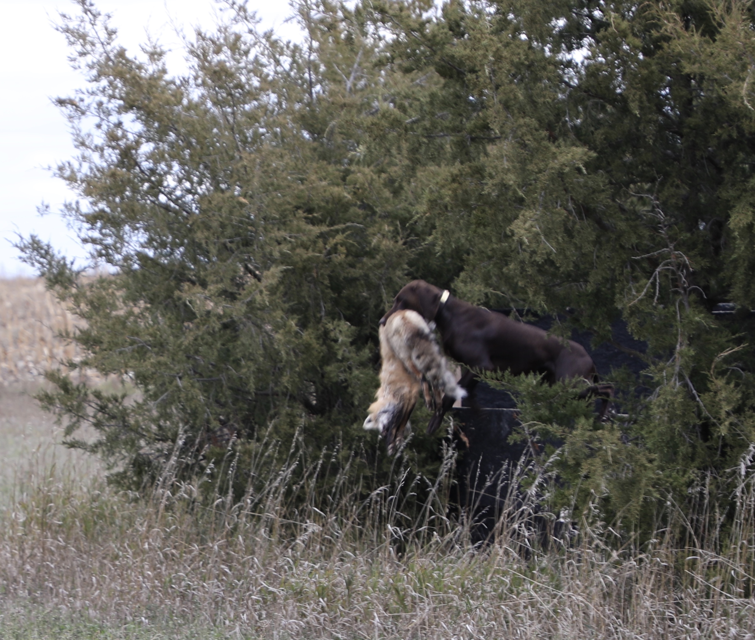 VGP - Fox retrieve over obstacle