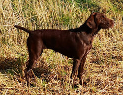 Anna vom Hügel-Hafen
