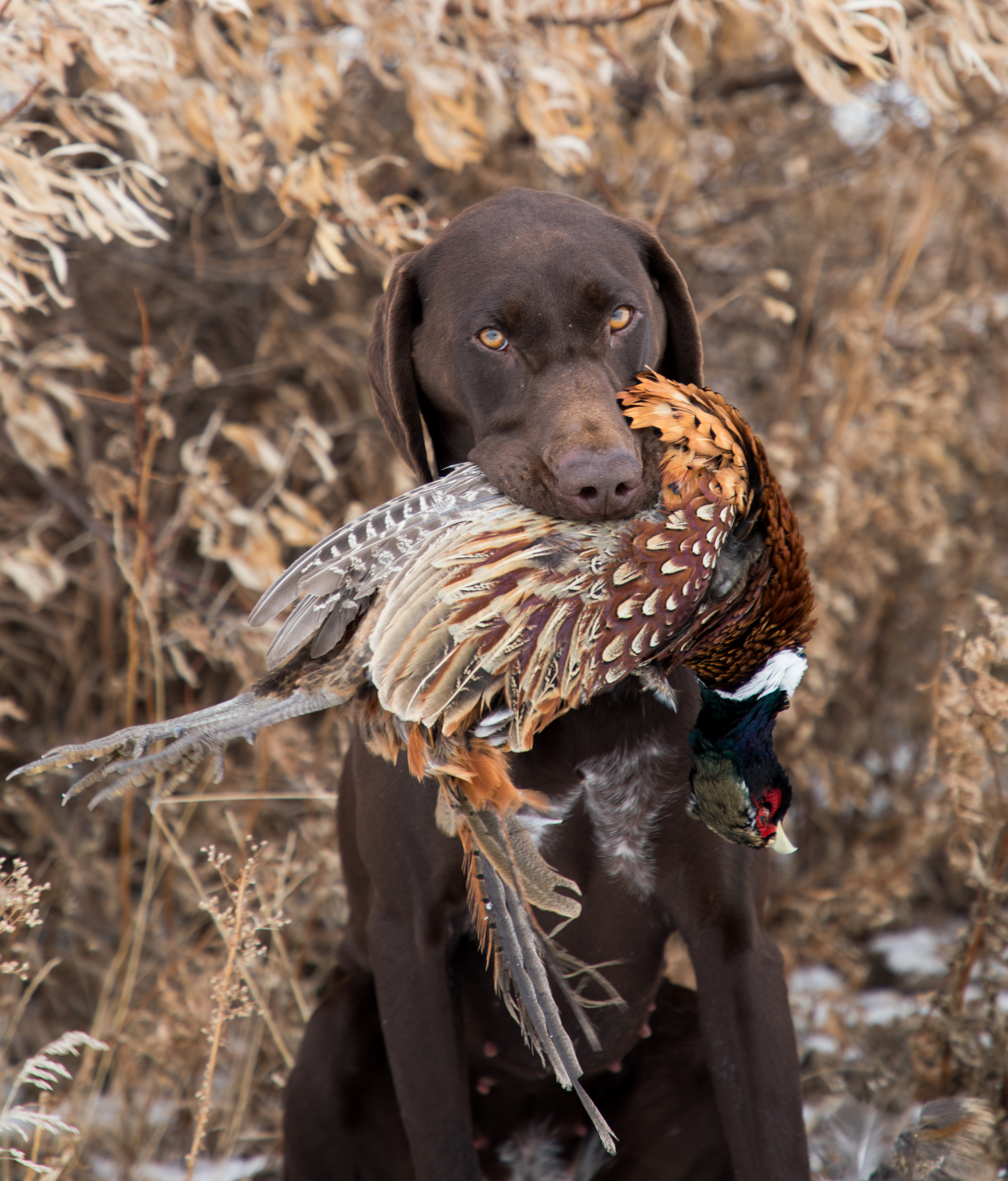 Late season pheasant hunt
