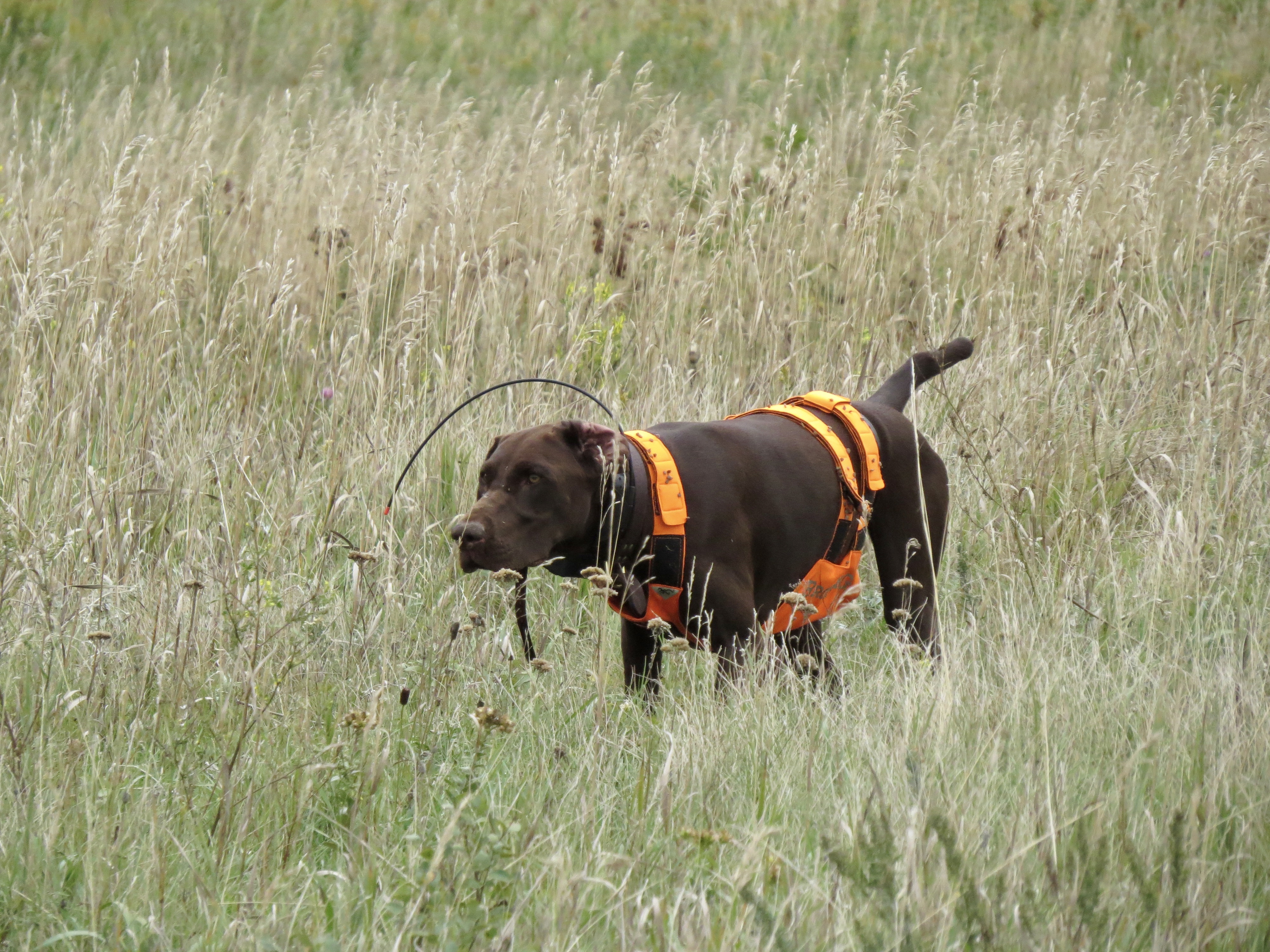 Grouse hunting - 2017