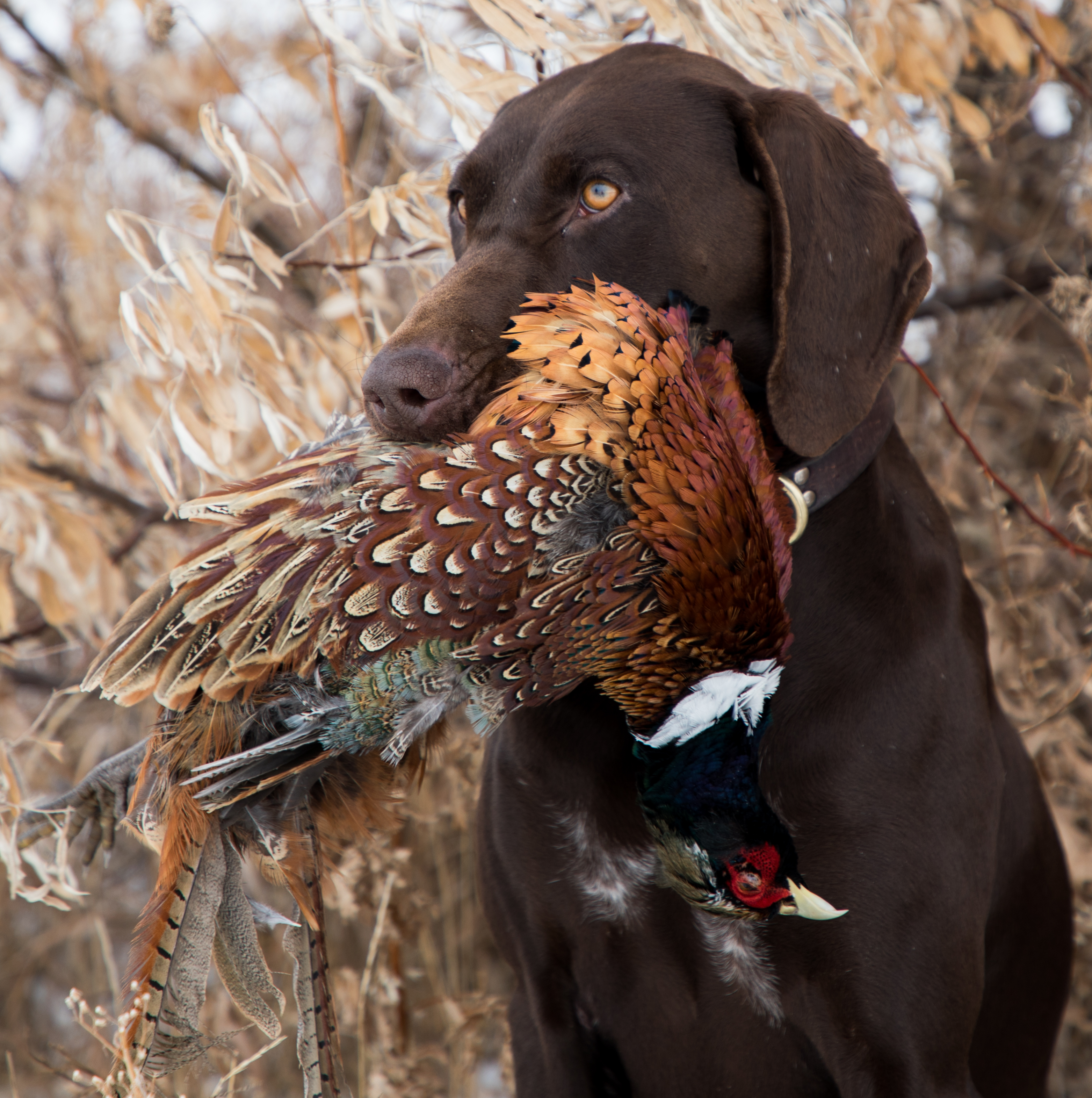 Anna - successful hunt