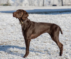 Anna vom Hügel-Hafen