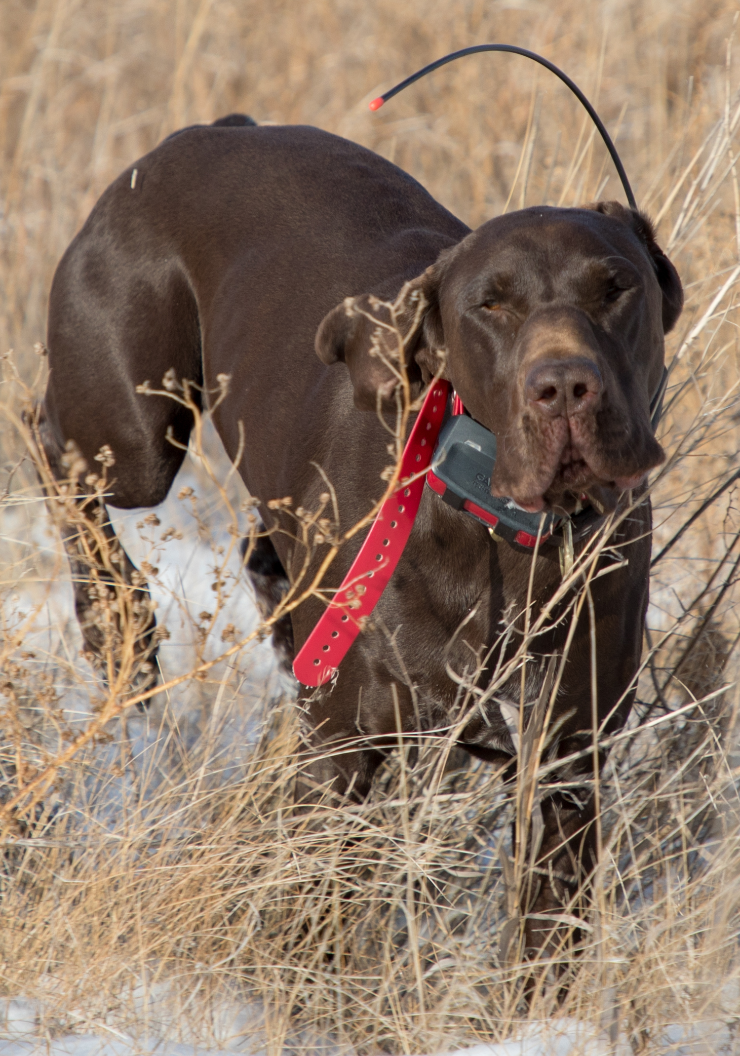 Pheasant hunting - 2017