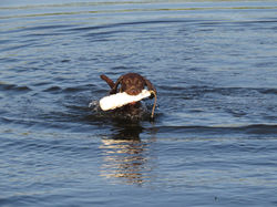 Water training - 2017