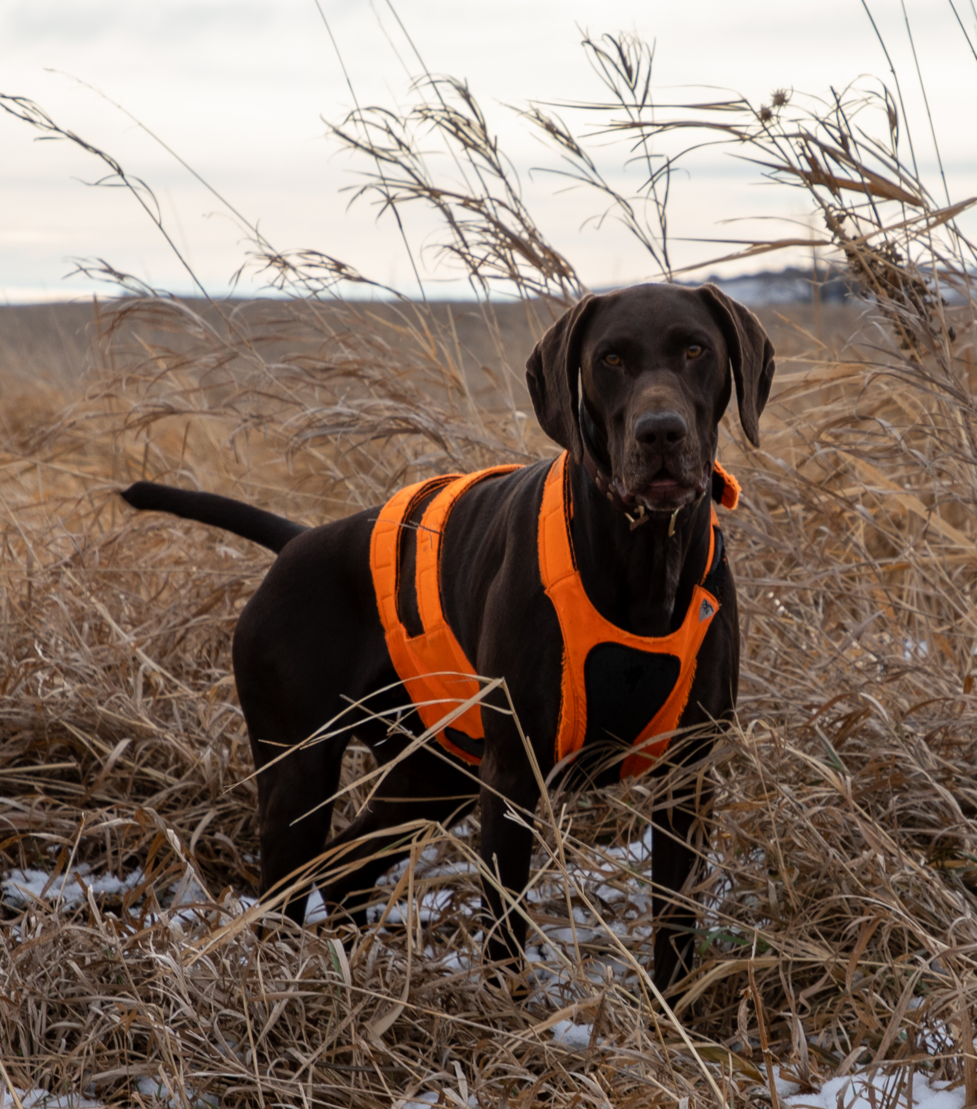 Grouse hunting - 2019
