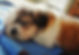 About Safe Haven Pet Adoption and Rescue