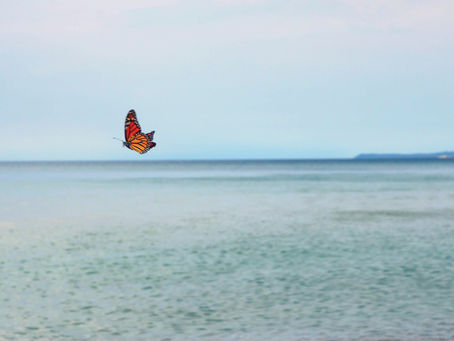 Butterfly Dance