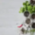 A Connection to Nature