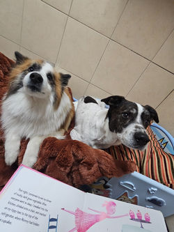 Bedtime Story