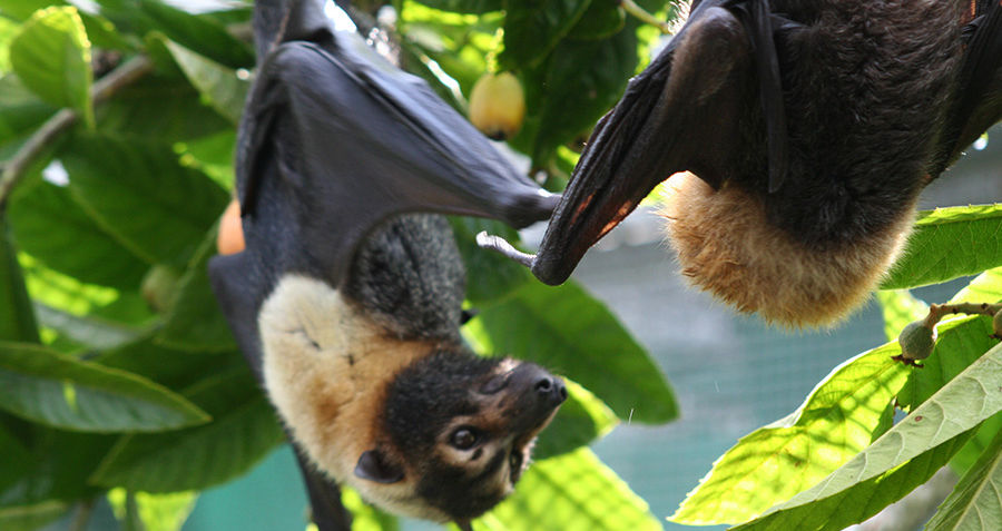 fruit-bats.jpg
