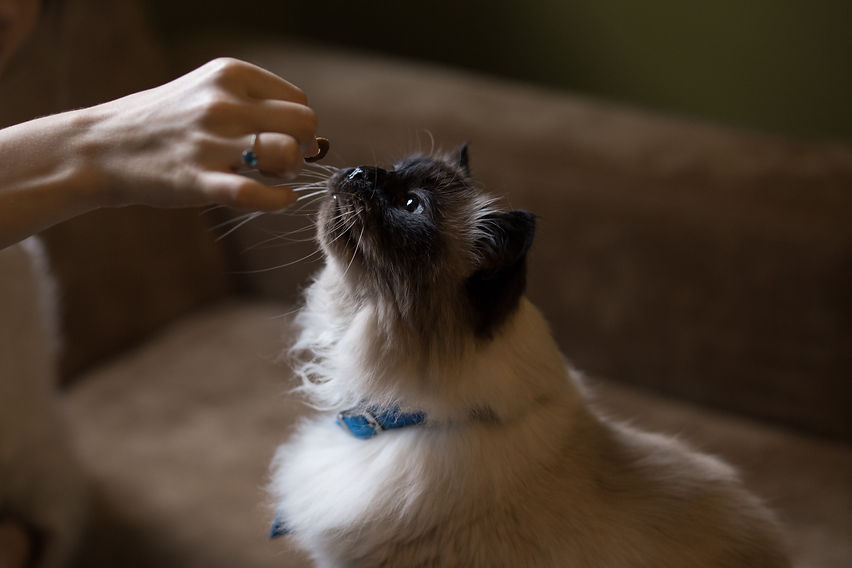 cats_treat.jpeg
