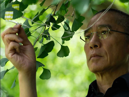 Photo et bande-annonce de film : Silent Friend, d'Ildikó Enyedi