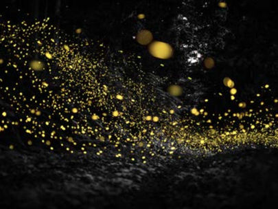 Photo : Kazuaki. Poussières de lumière.