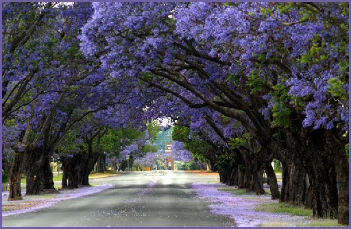 jacarandas