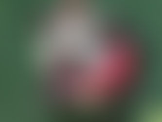 Buying a Home with Your Pet in Mind