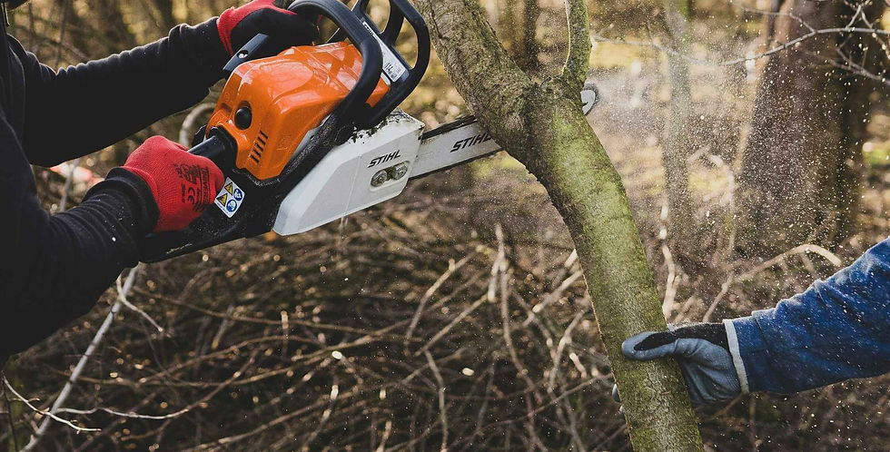 Tree Pruning Service Page Banner.jpg.jpeg
