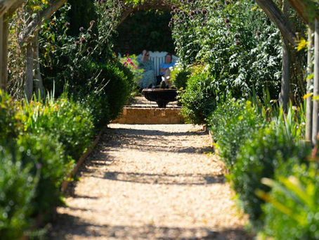 The Best Low-Maintenance Evergreens for Your Garden